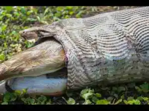 Video: TOP 10 PYTHON ATTACKS || Python vs Crocodile, Lion, Tiger, Cobra, Monkey, Man.